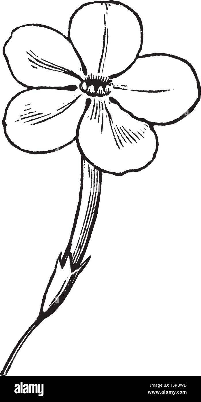 Picture of Phlox flower. Flower has a long tubular corolla with 5 spreading petals that are well-rounded and overlap slightly, vintage line drawing or Stock Vector