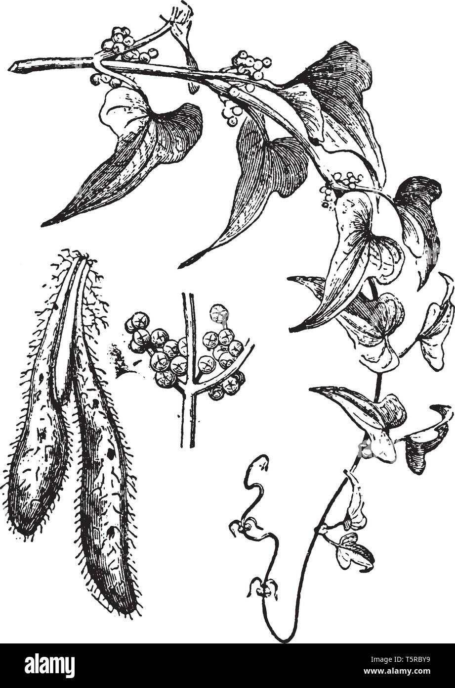 In this frame there is a yam, its looks like sweet potato. Yam is