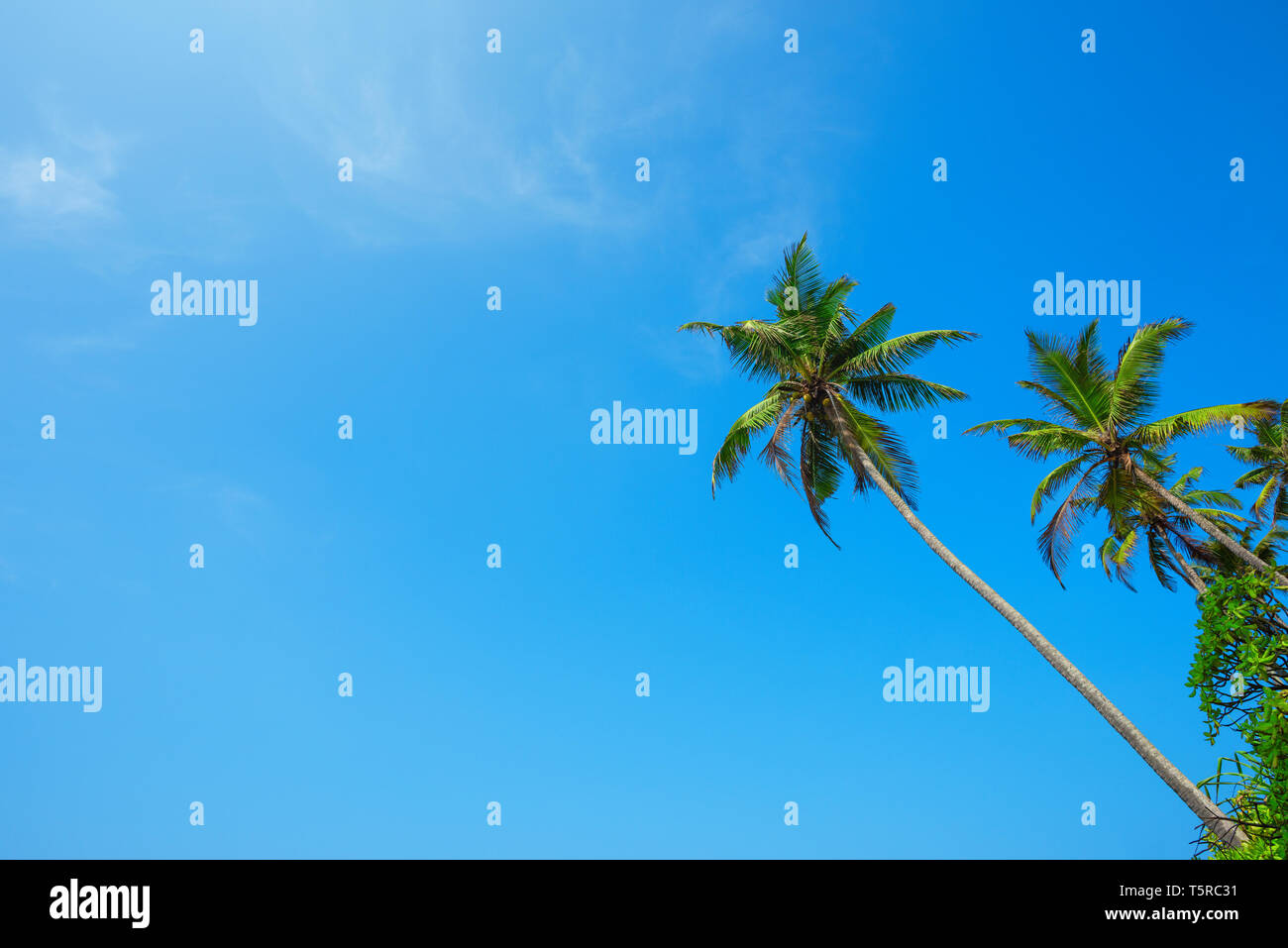 Tropical palm trees over blue sky copy space Stock Photo - Alamy