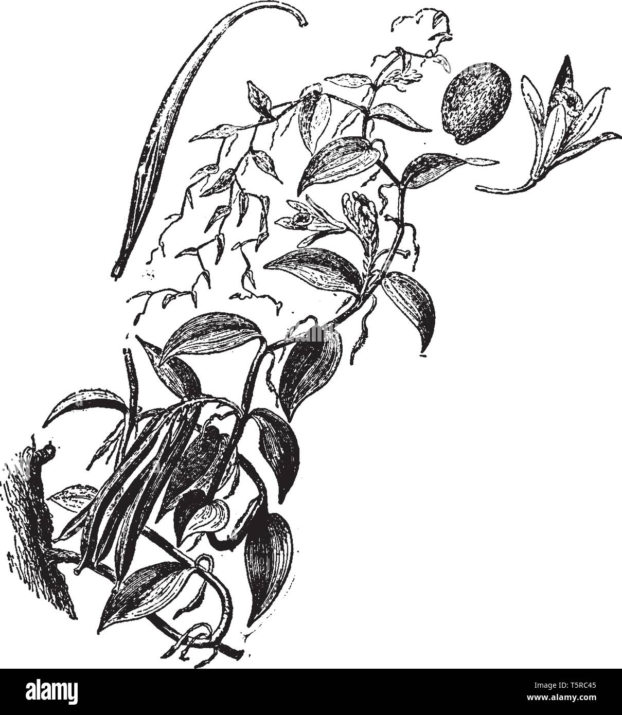 it is the plant which produce vanilla bean. The plants are self-fertile, and pollination simply requires a transfer of the pollen from the anther to t Stock Vector