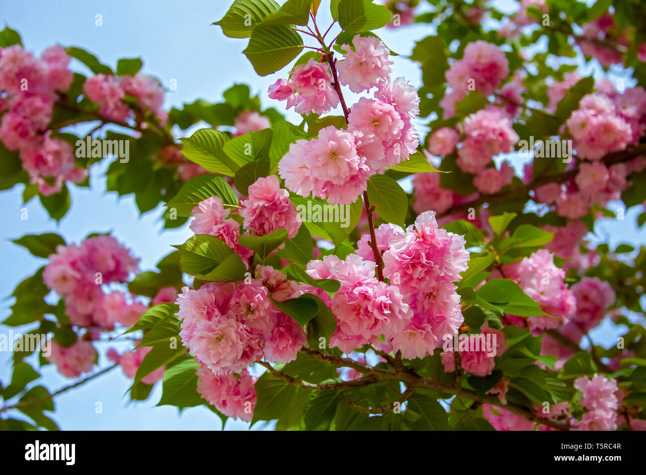 Beautiful Sakura flower in spring. Pink flower of Sakura tree against the blue sky. Cherry blossom Stock Photo