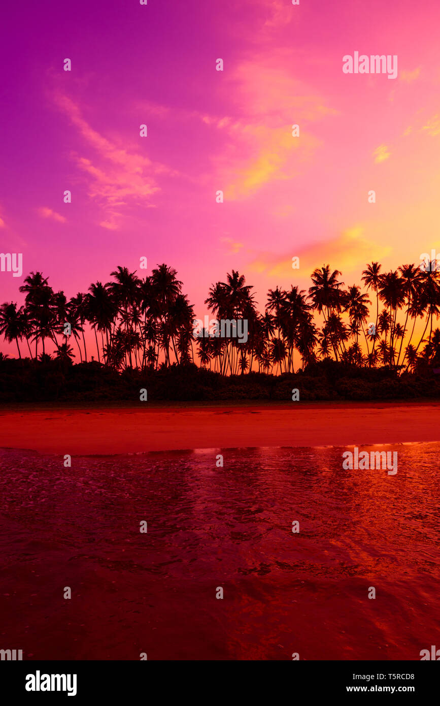 Palm trees on the beach at vivid tropical beach sunset with copy space ...