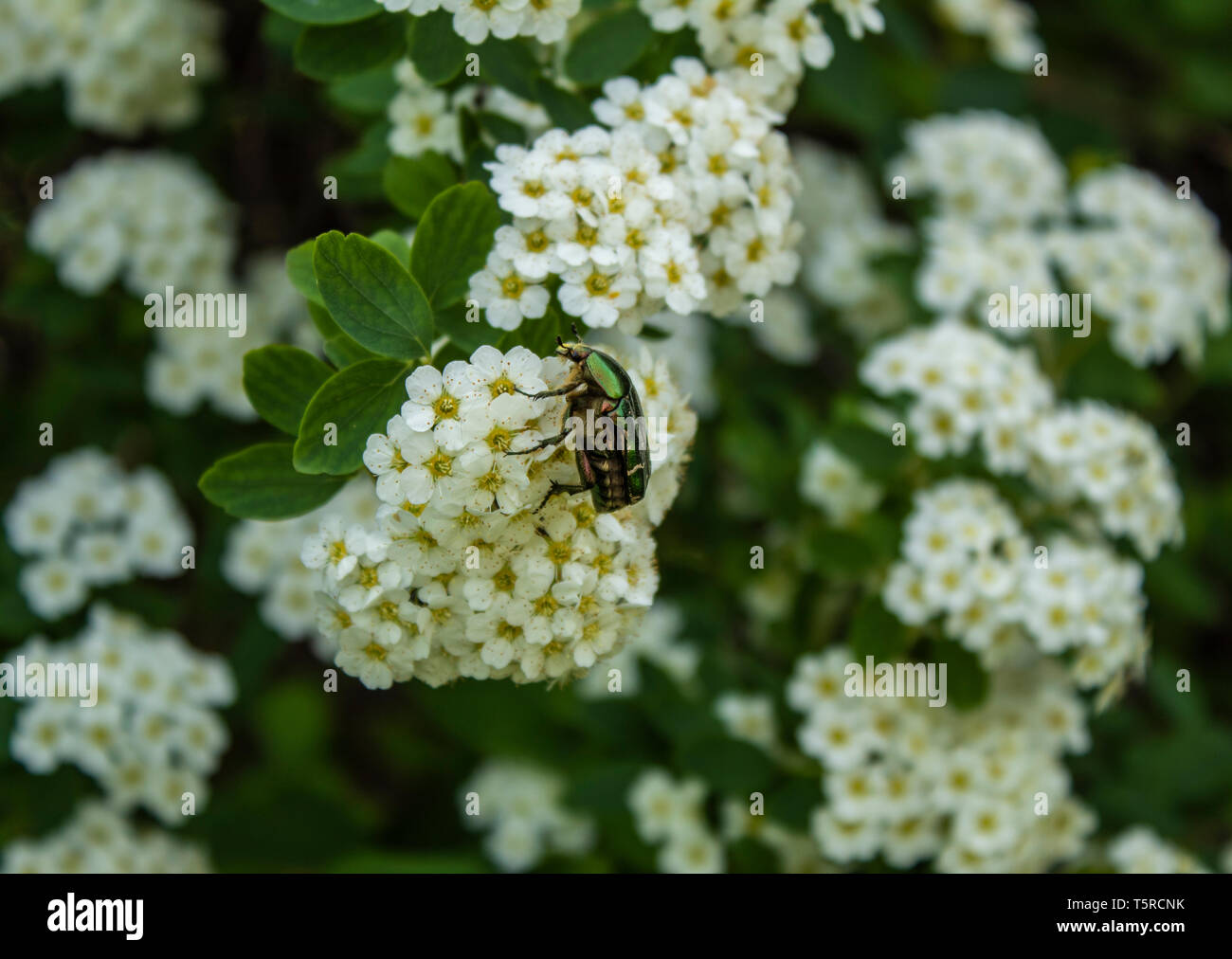 Green beetle looking amazing on bloomed white flowers Stock Photo