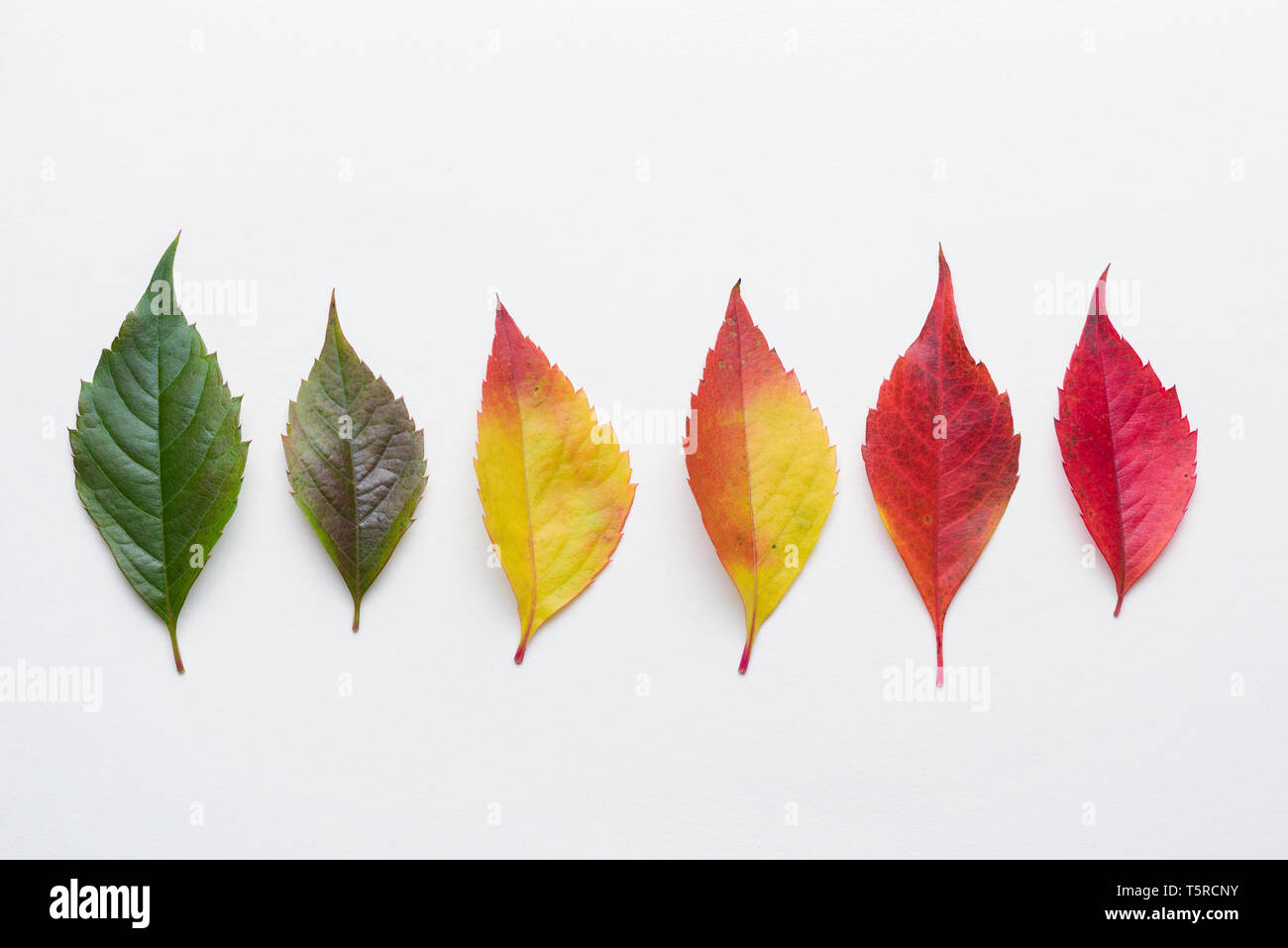 Autumn leafs colorful rainbow color gradient summer autumn season change concept Stock Photo
