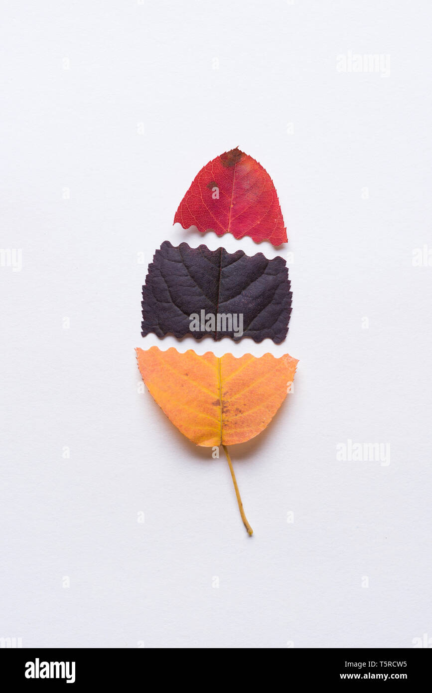 Autumn leaf made of sliced different color leaves Stock Photo