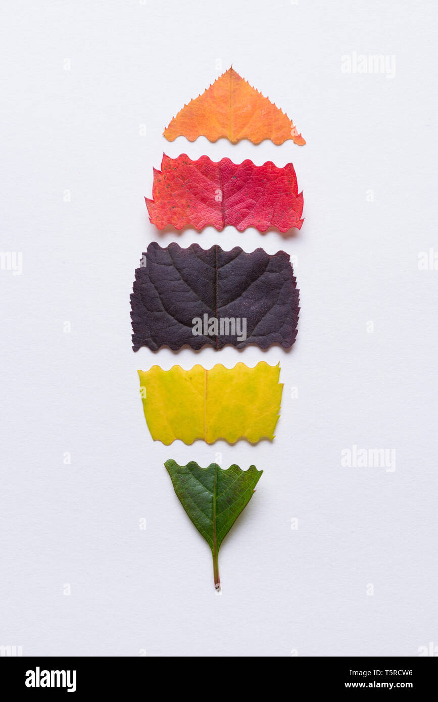 Autumn leaf made of sliced different color leaves Stock Photo