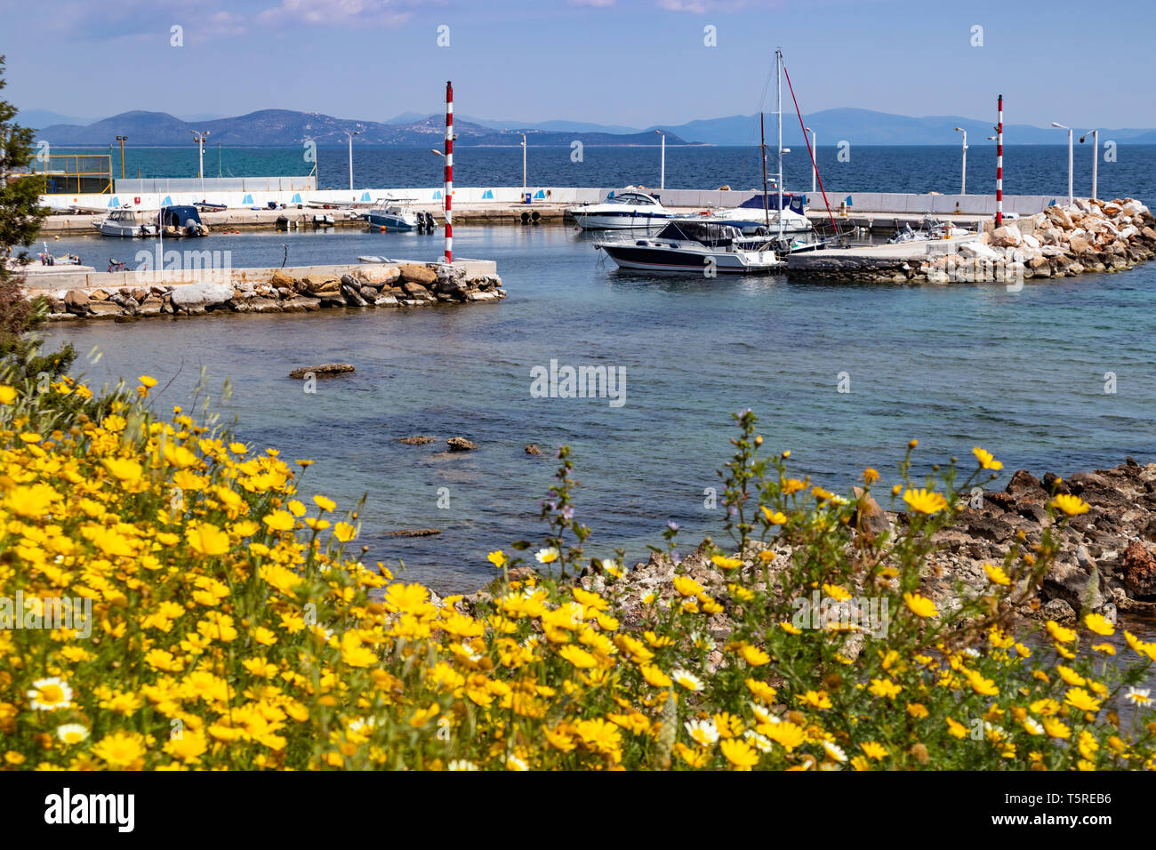 Yachts in a small marina, yellow color daisies flowers and blue sea background. Greece, Attica Stock Photo