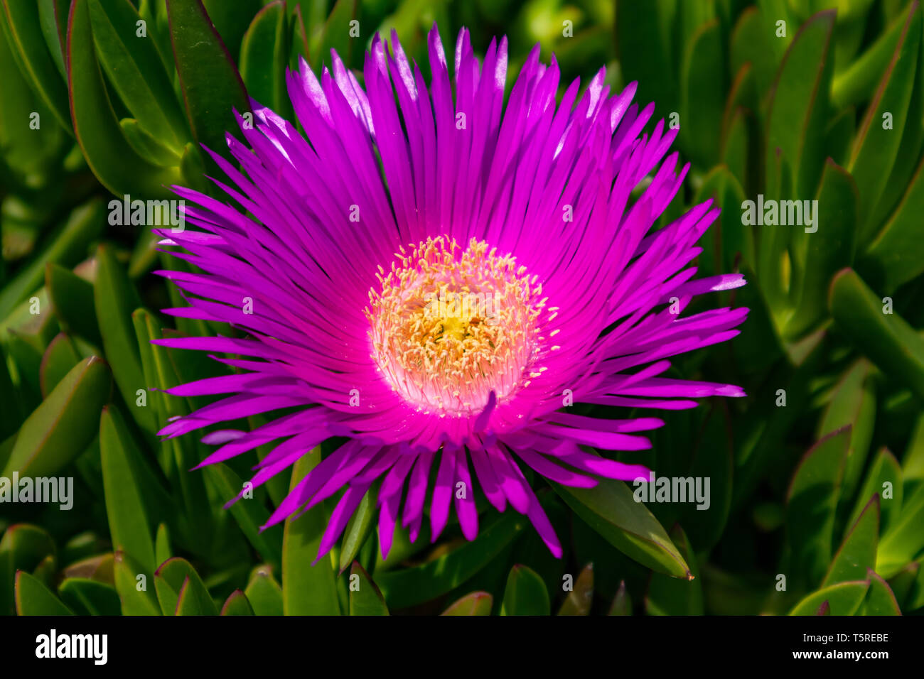 Springtime. Ice plant blossom, bright pink purple color closeup view, sunny day Stock Photo