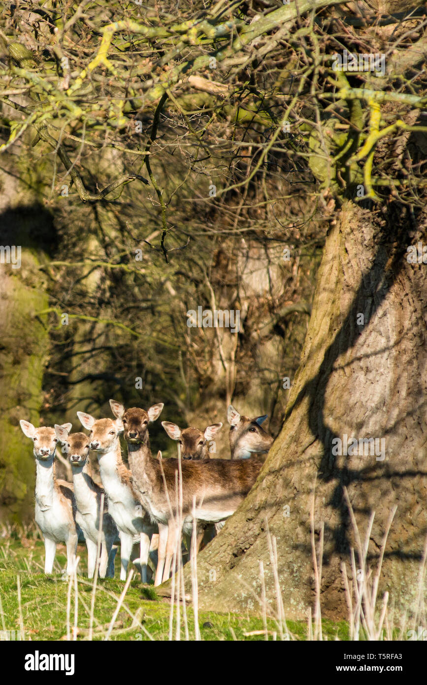 Fallow Deer (Dama dama) in the woods of Holkham park, Holkham hall in North Norfolk, East Anglia, England, UK. Stock Photo