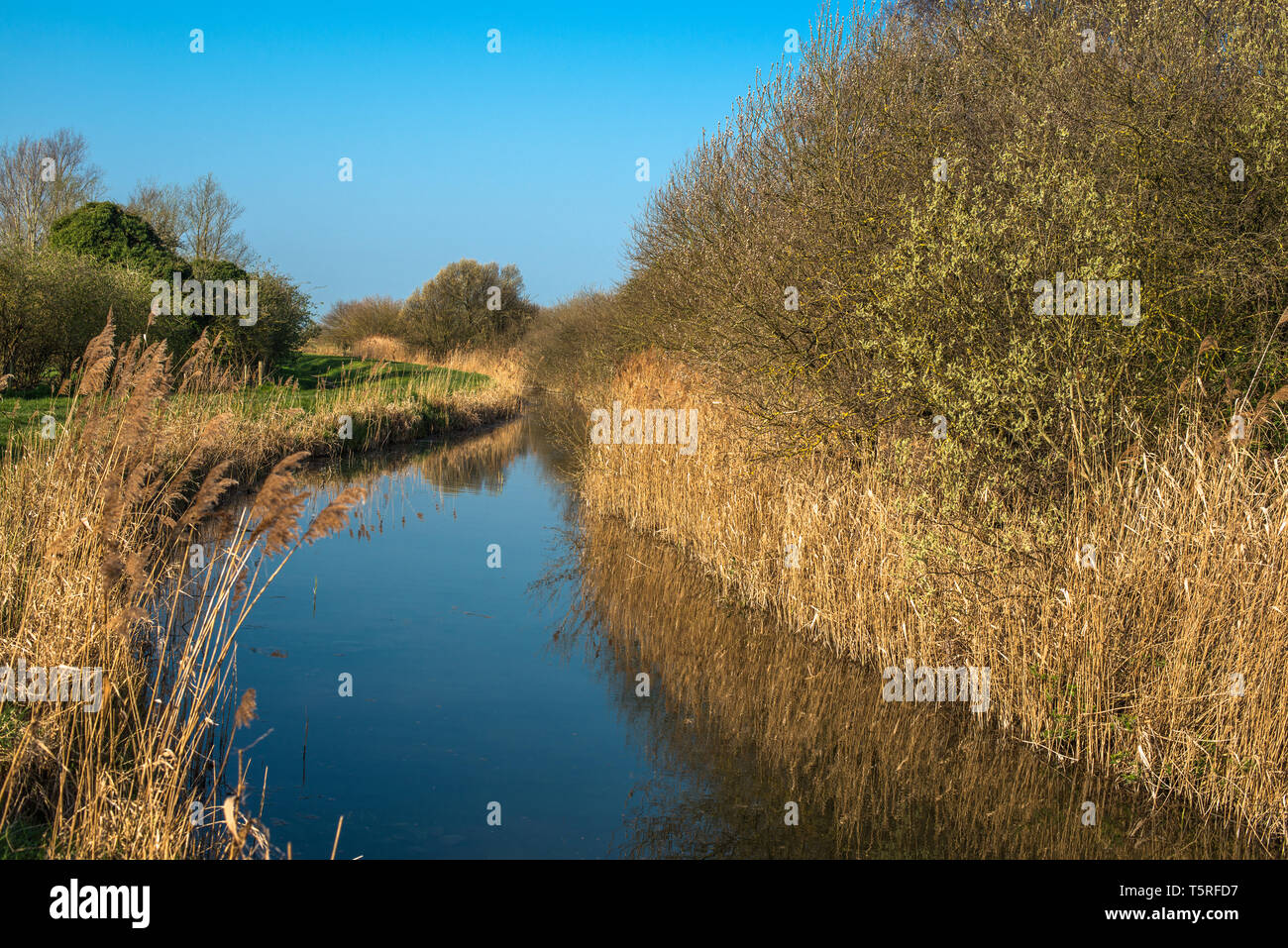 Waterway and reed beds at Wicken Fen Nature Reserve in Cambridgeshire, East Anglia, England, UK. Stock Photo