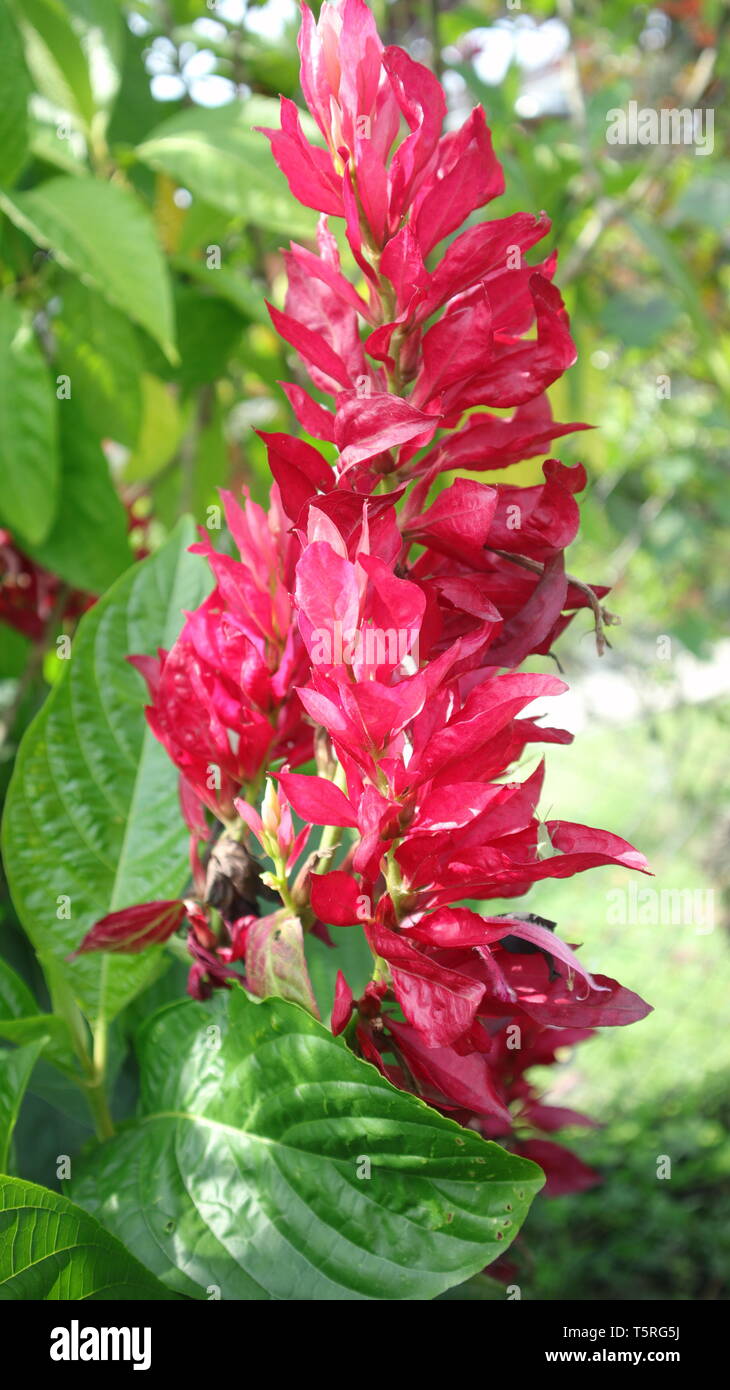 Brazilian red cloak Stock Photo Alamy