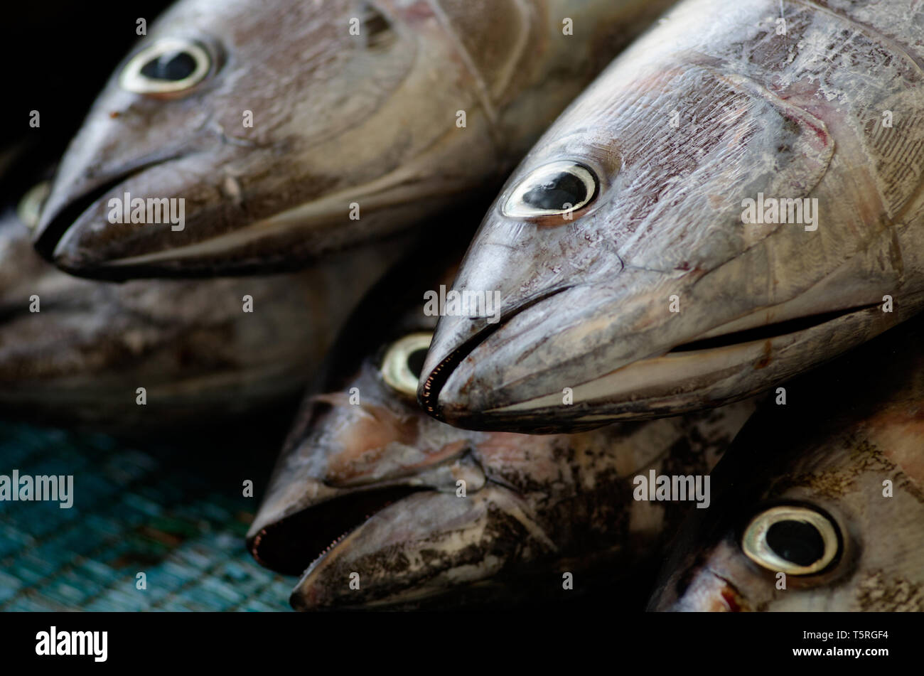 Fish for sale in the Fish Market of Downtown Muscat, Oman. Stock Photo