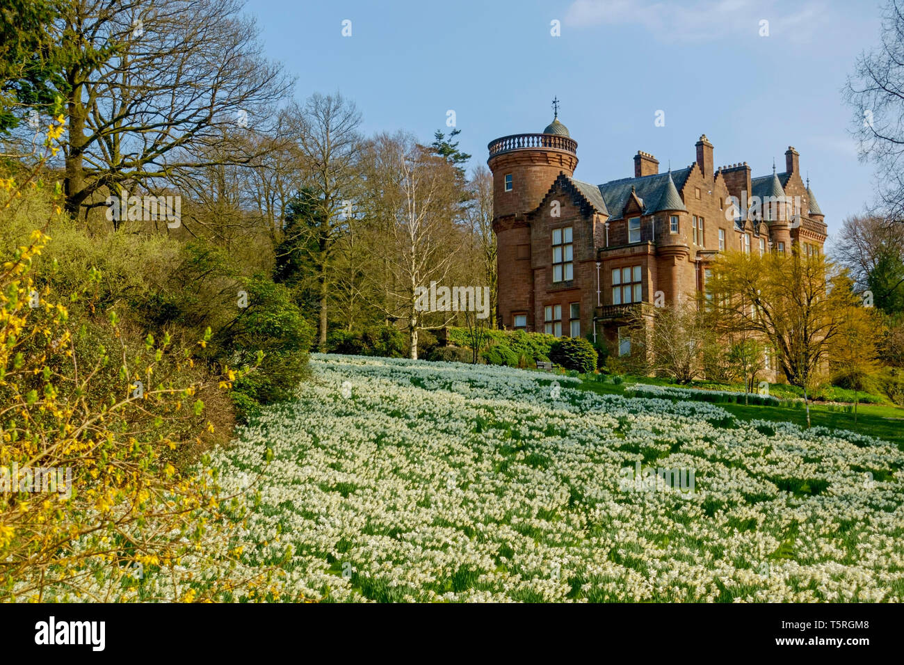 Bank of daffodils at Threave Gardens near Castle Douglas, Dumfries and Galloway, Scotland. House and gardens are open to the public. Stock Photo