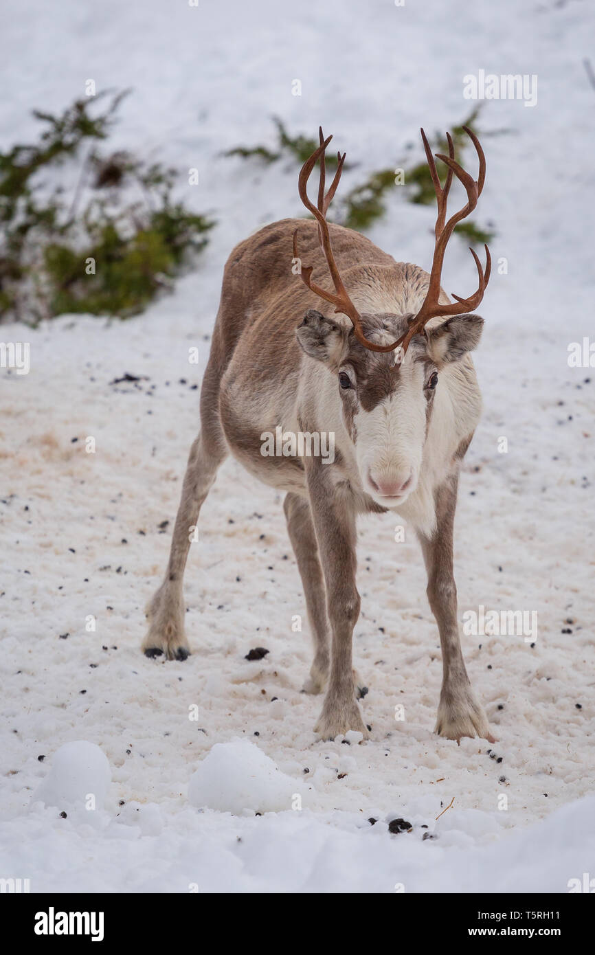 Nice and lovely youg reindeer in snowy, arctic tundra Stock Photo