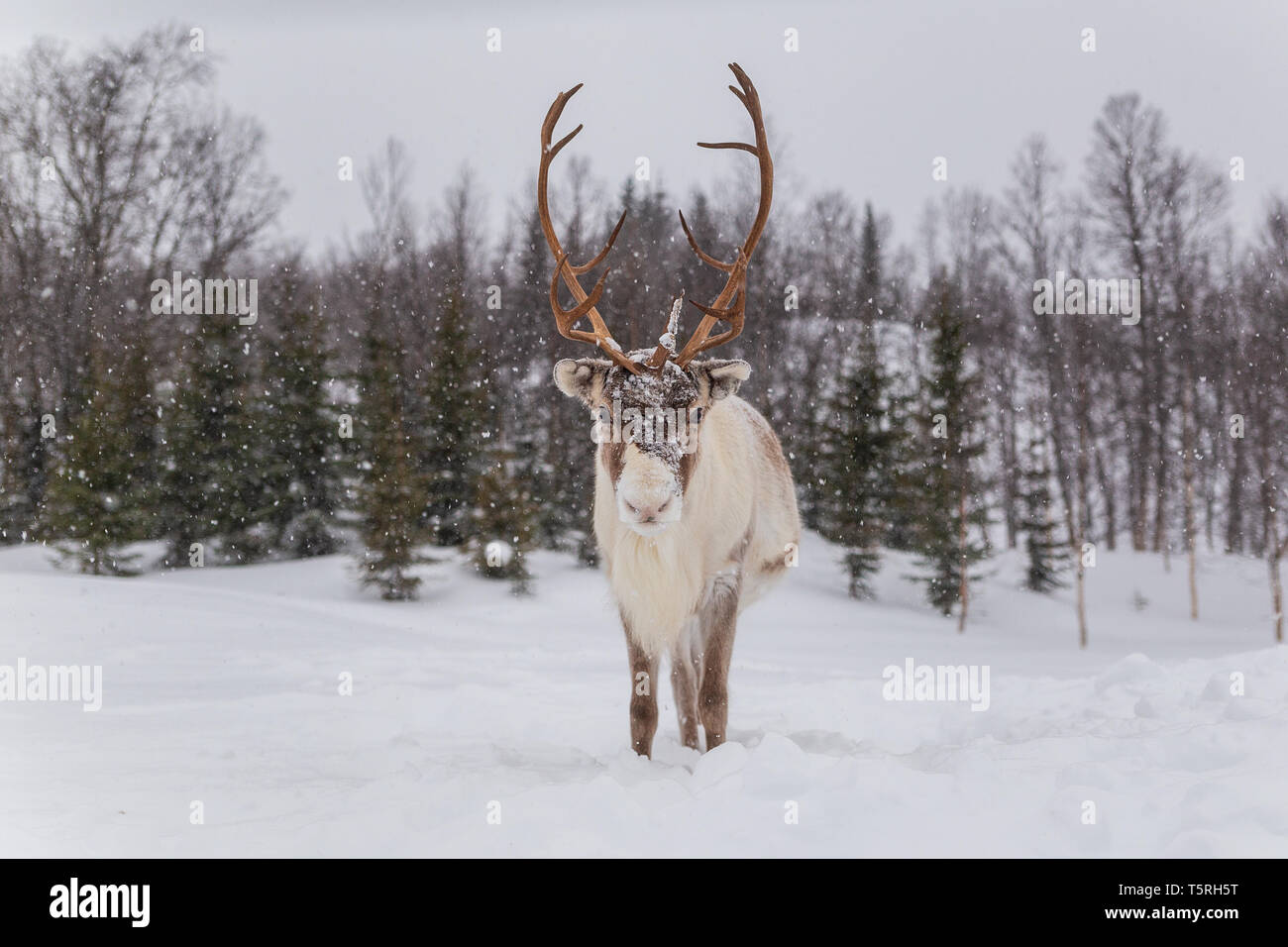 Reindeer in snow. Beautiful animal looking forward Stock Photo