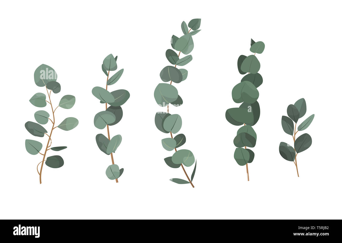 Eucalyptus background Cut Out Stock Images & Pictures Alamy