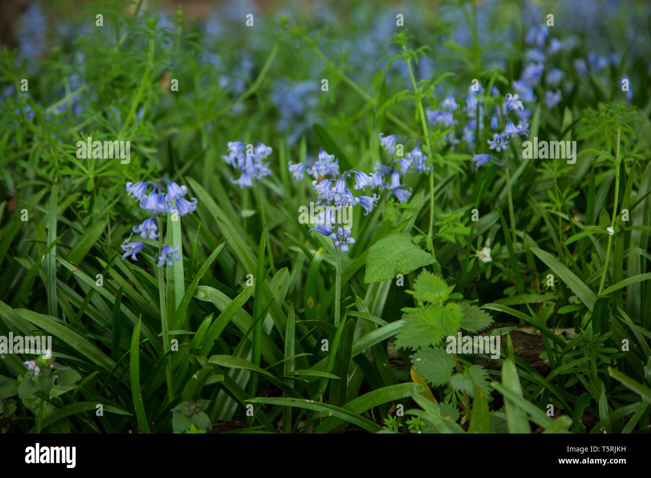 Bluebells in an English country garden, bright blue and in full bloom ...