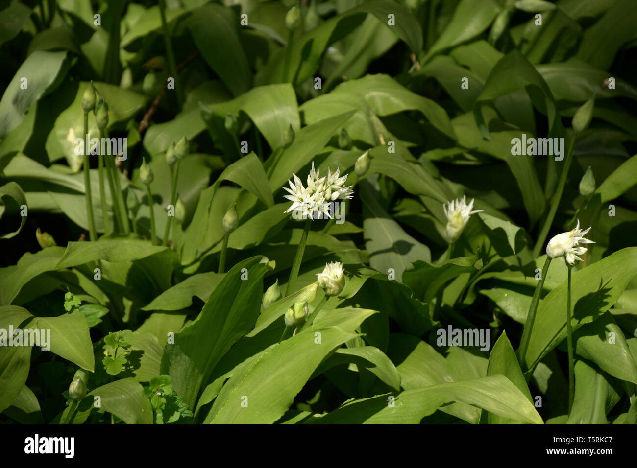 allium ursinum or wild garlic or ramsons or buckrams or wood garlic or ...