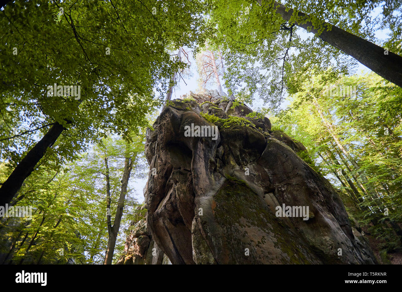 Beech tree and moss covered stones hi-res stock photography and images ...