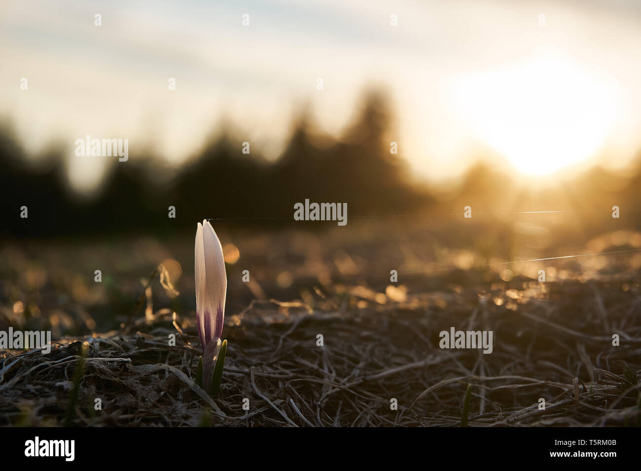 Die Blume im Frühling | Nahaufnahme Stock Photo