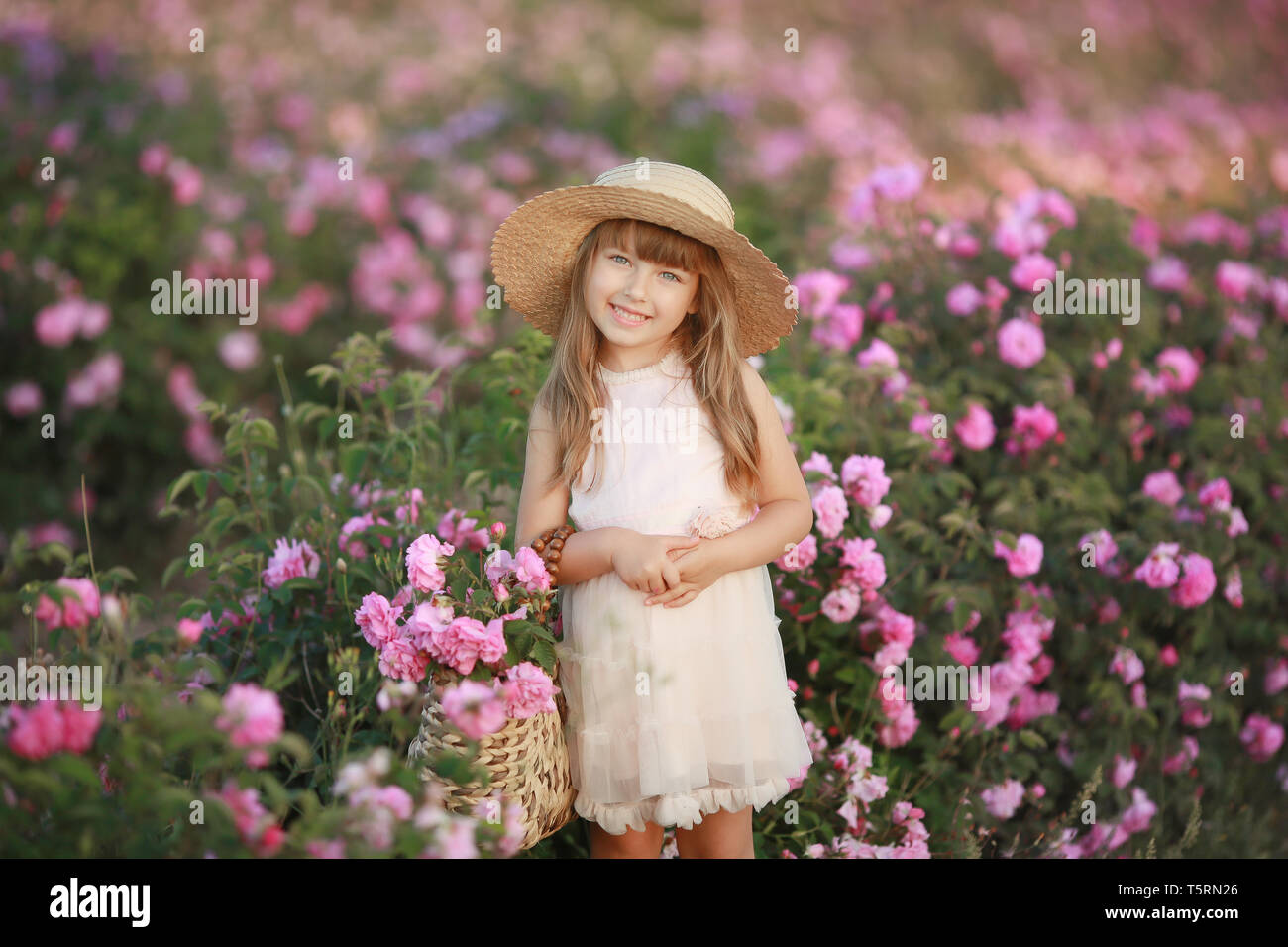 A little girl in the garden of a tea rose. Stock Photo