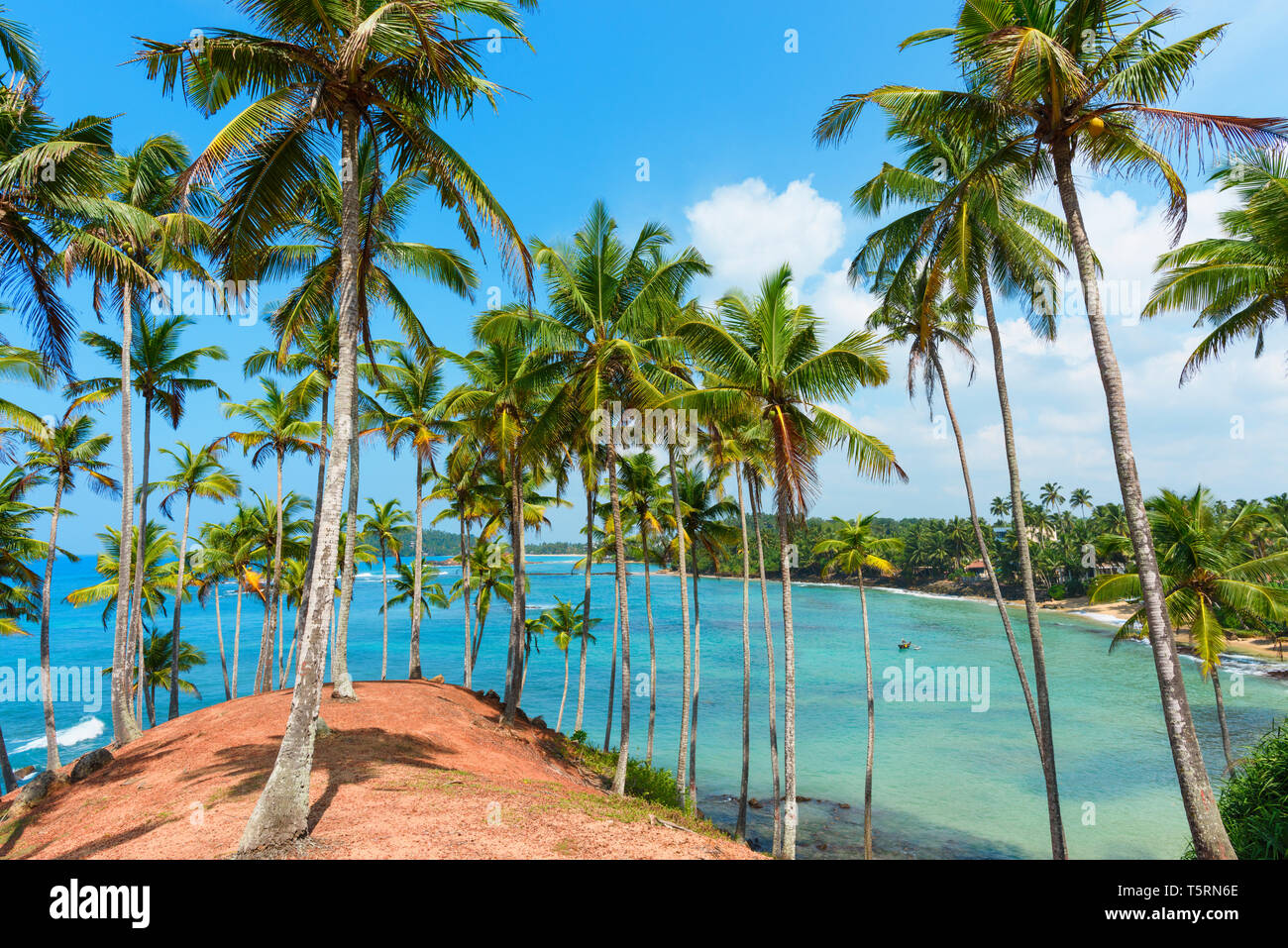 Miami tropical palms on hi-res stock photography and images - Alamy