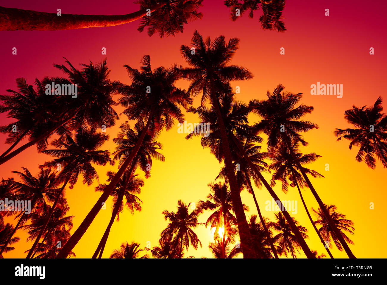 Tropical beach sunset with palm trees silhouettes and shining summer sun Stock Photo