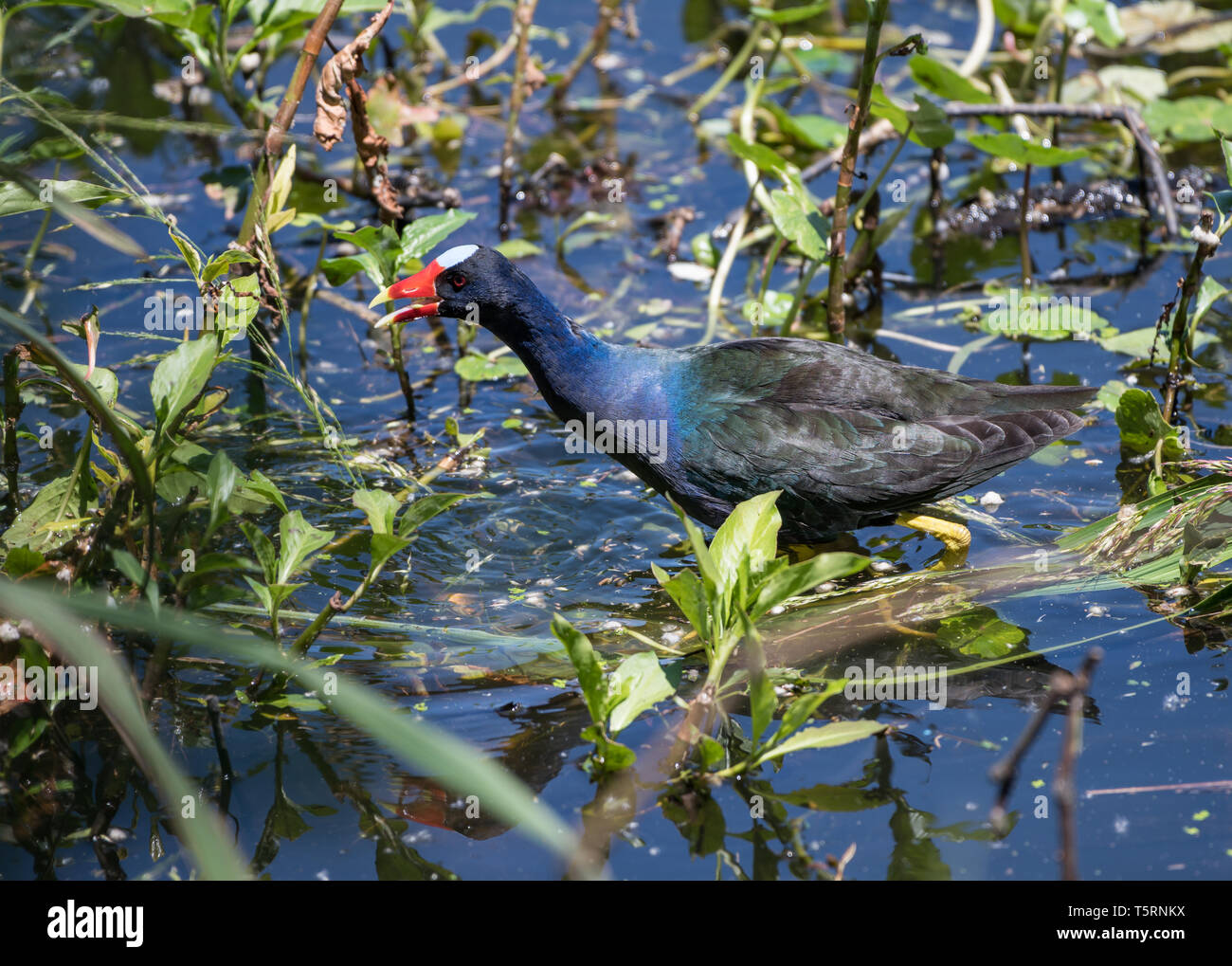 A colorful Purple Gallinule (Porphyrio martinicus) foraging in a pond. Houston, Texas, USA. Stock Photo