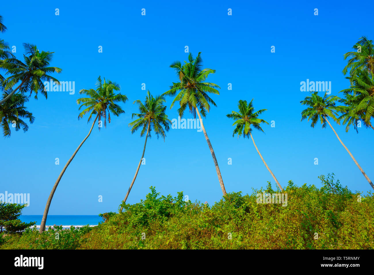 Coconut palms trees on tropical ocean beach with clear blue sky Stock ...
