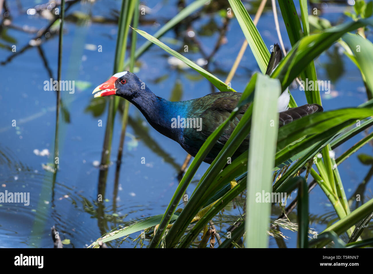 A colorful Purple Gallinule (Porphyrio martinicus) foraging in a pond. Houston, Texas, USA. Stock Photo