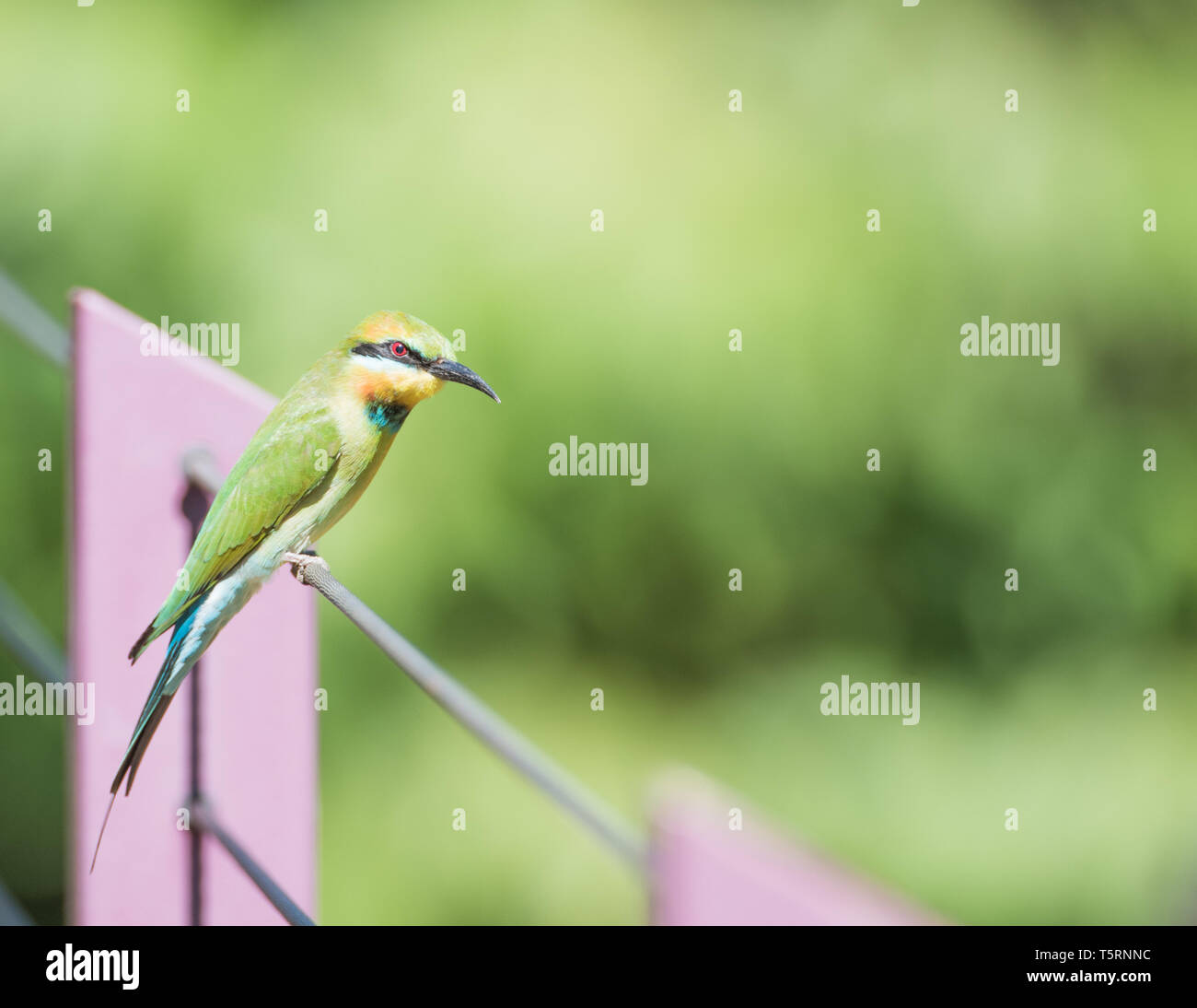 Rainbow Bee Eater With Colourful Feathers Perched On Fence In An