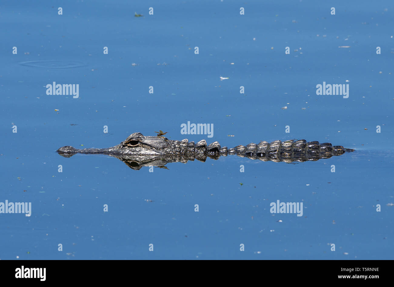 An American Alligator (Alligator mississippiensis) stays perfectly calm in a lake. Houston, Texas, USA. Stock Photo