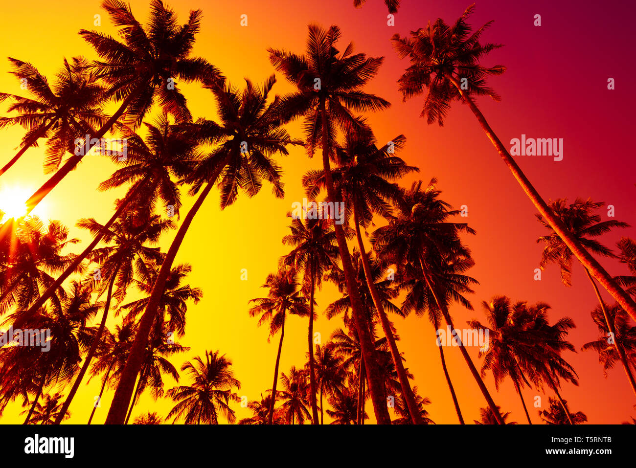 Tropical beach sunset with palm trees silhouettes Stock Photo - Alamy
