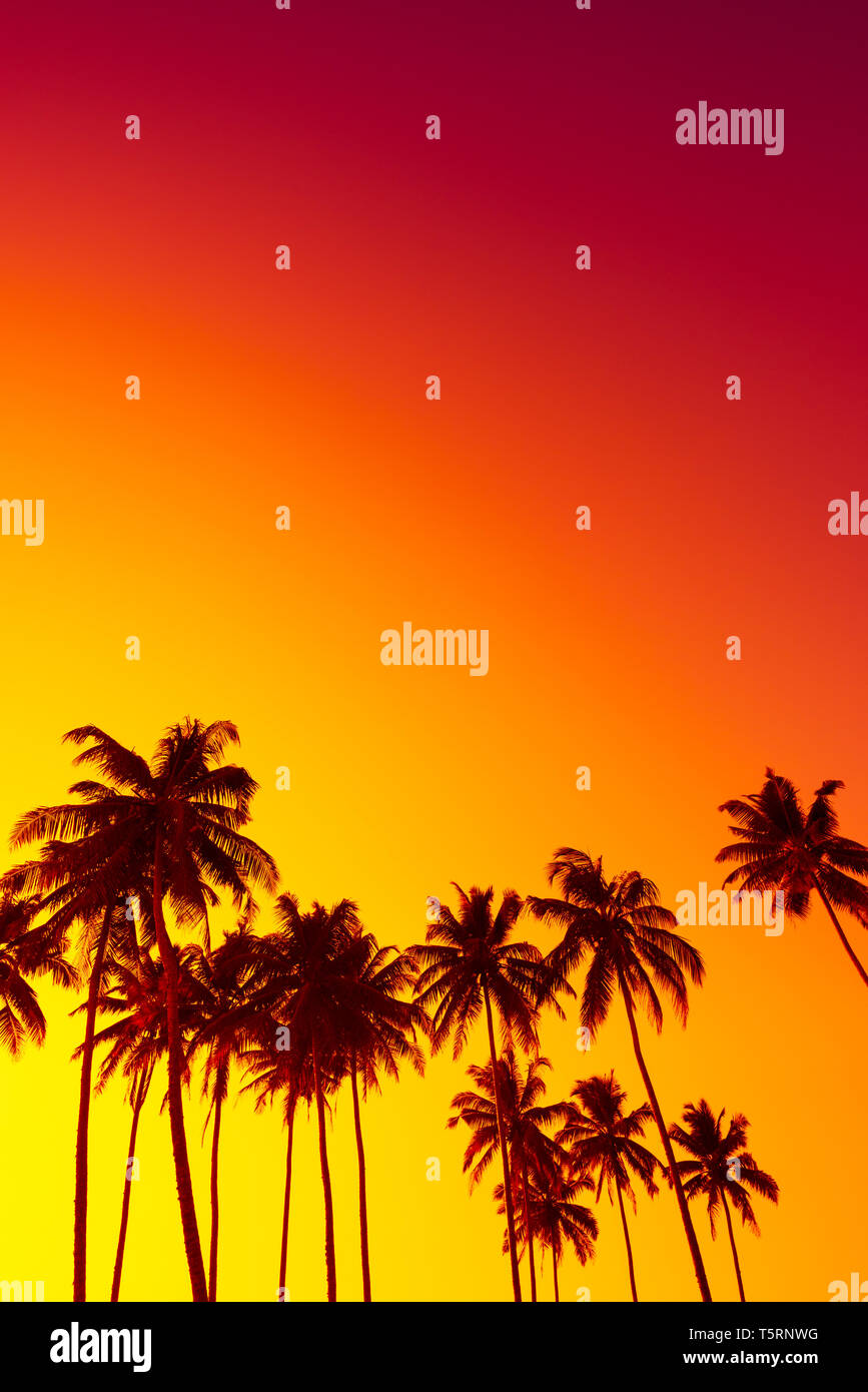 Sunset with coconut palm trees hi-res stock photography and images - Alamy