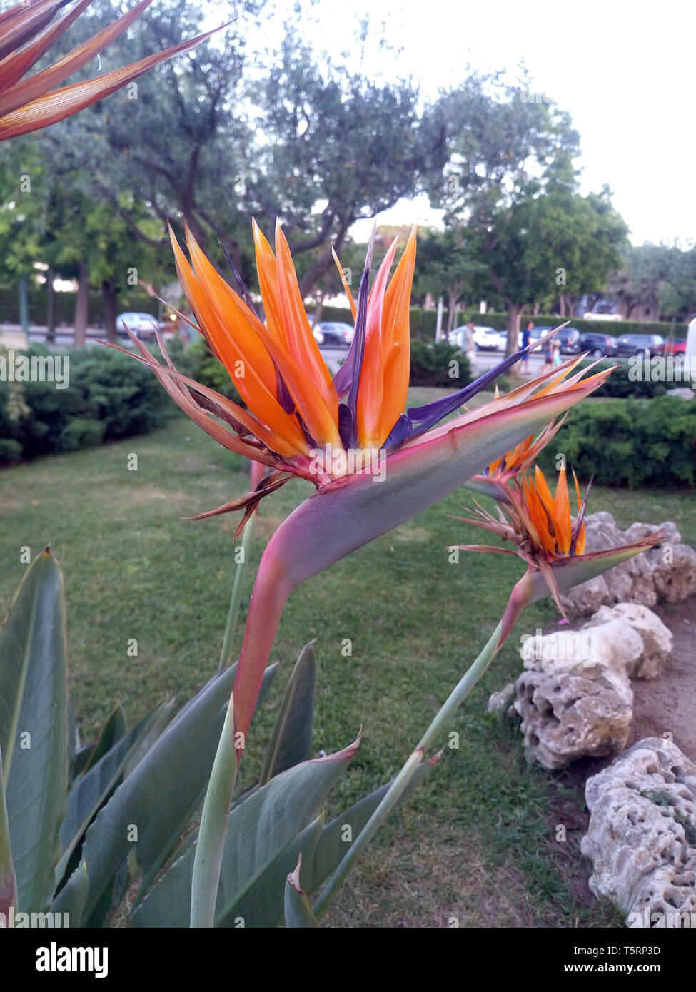 Isolated strelitzia close-up or bird of paradise, crane flower, tropical plant blossom. Tropical flora and foliage or exotic perennial. Botany and bio Stock Photo