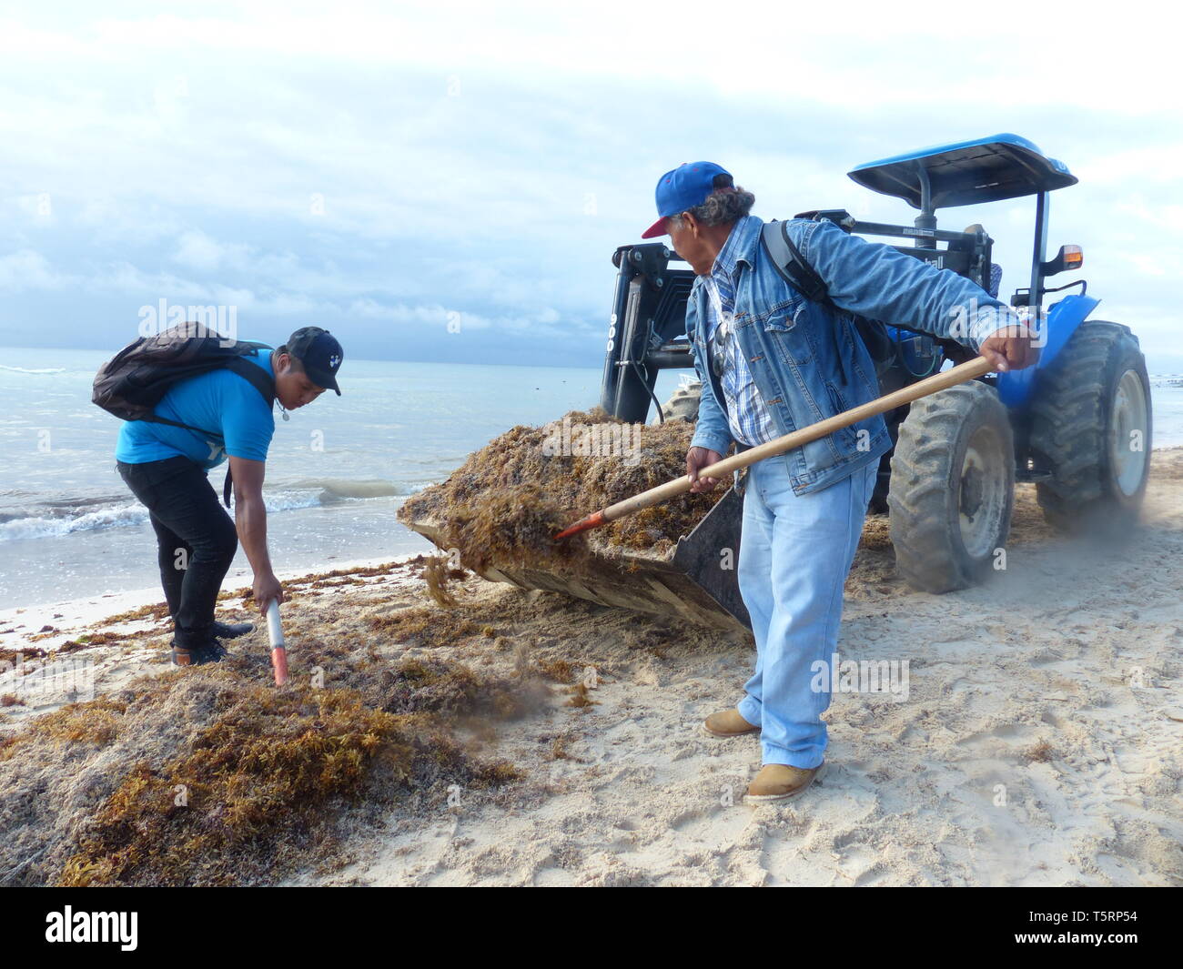 Workers loading residues of red tide algae, common name for algal blooms, which are large concentrations of aquatic microorganisms Stock Photo