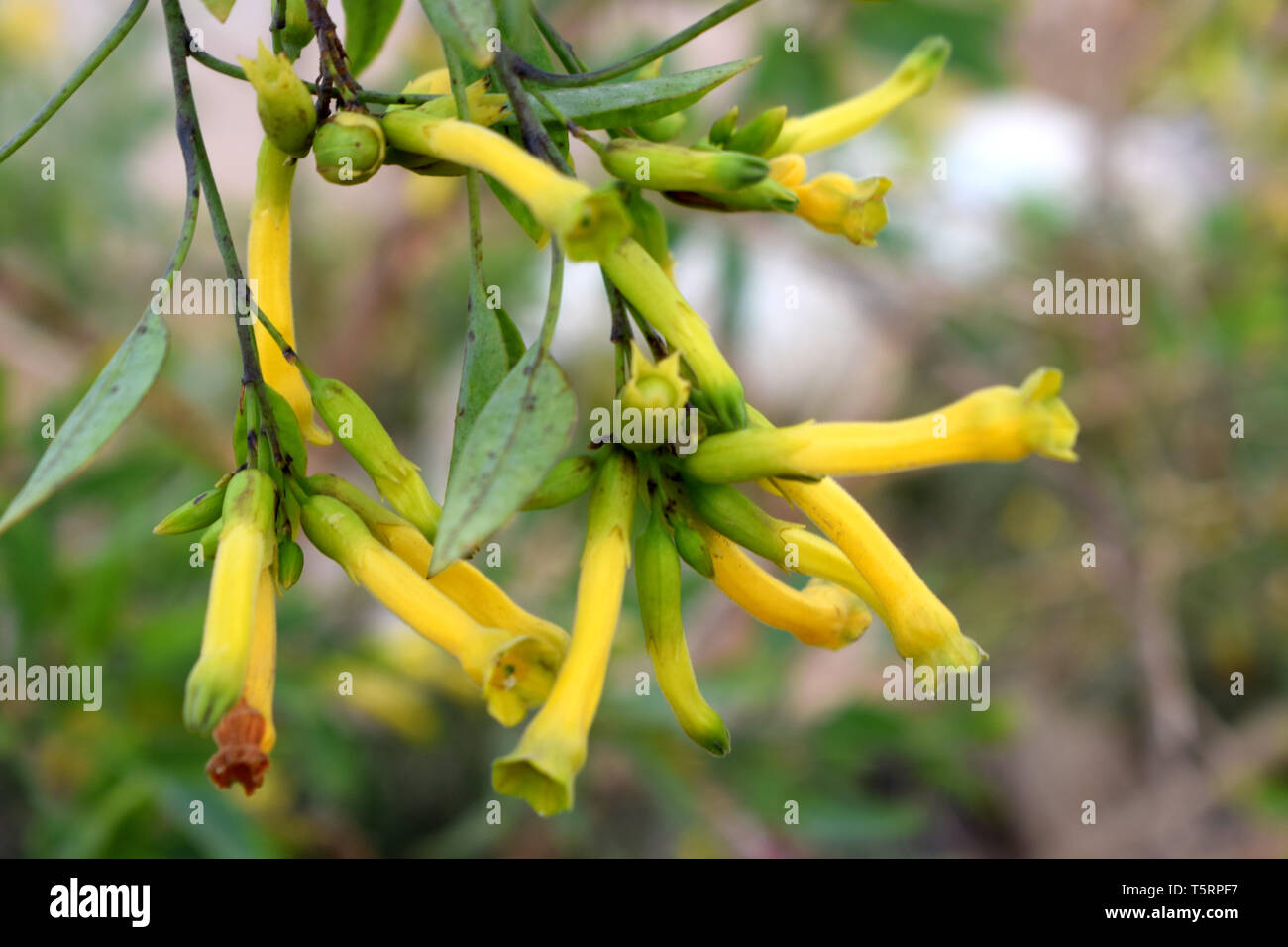 Cestrum Nocturnum yellow flower with green leaves Stock Photo