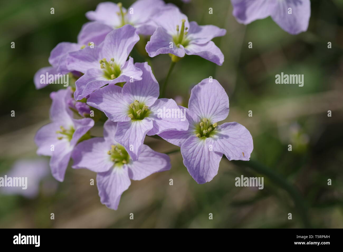 Cardamine Pratensis, Cuckoo Flower, Lady's Smock Stock Photo - Alamy