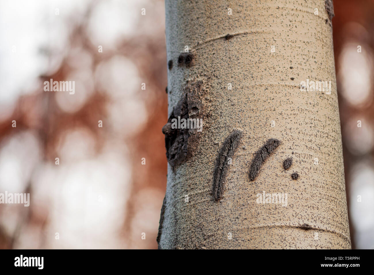 Bear claw hires stock photography and images Alamy