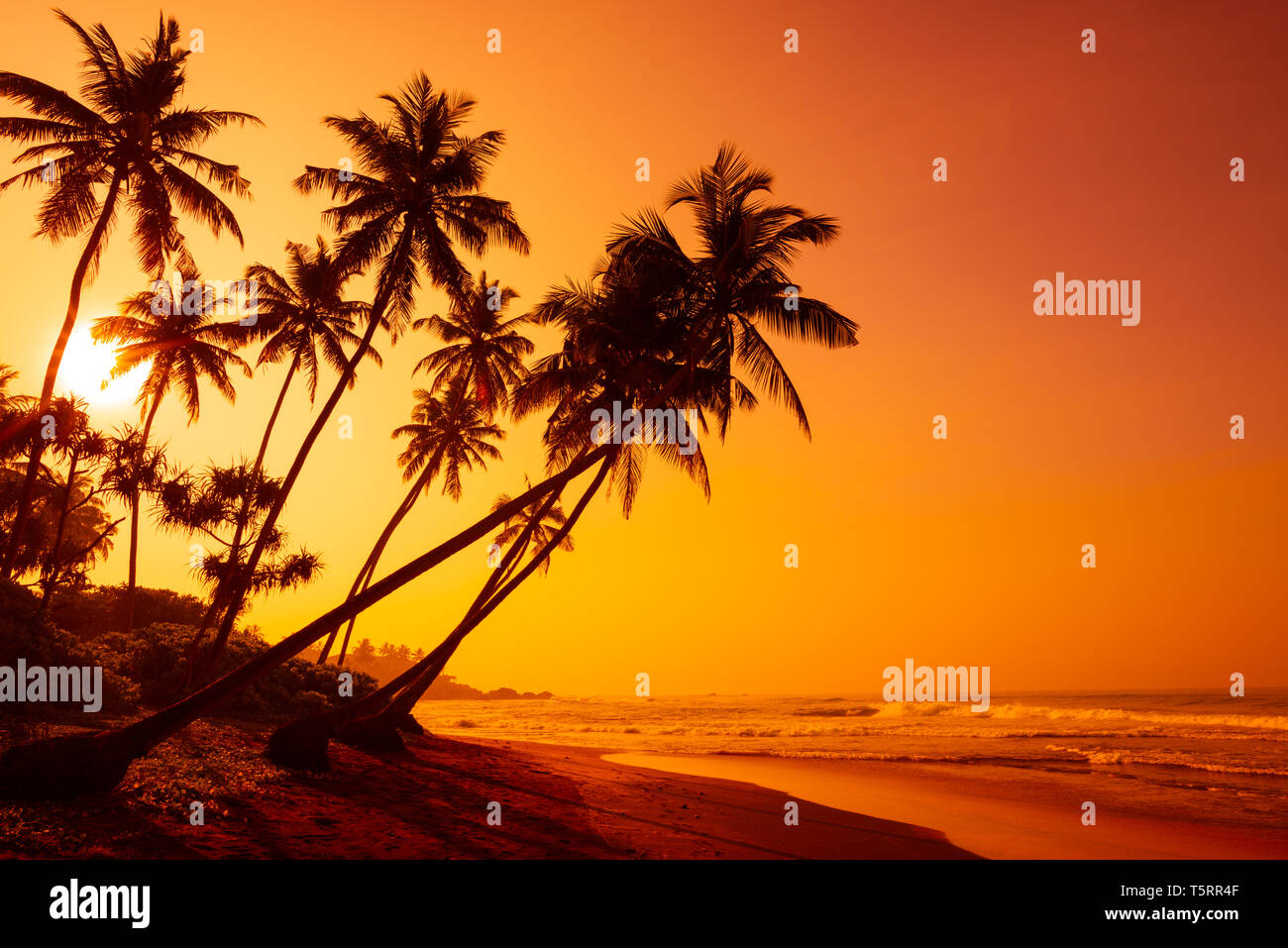 Golden sunset on tropical beach with coconut palm trees silhouettes ...