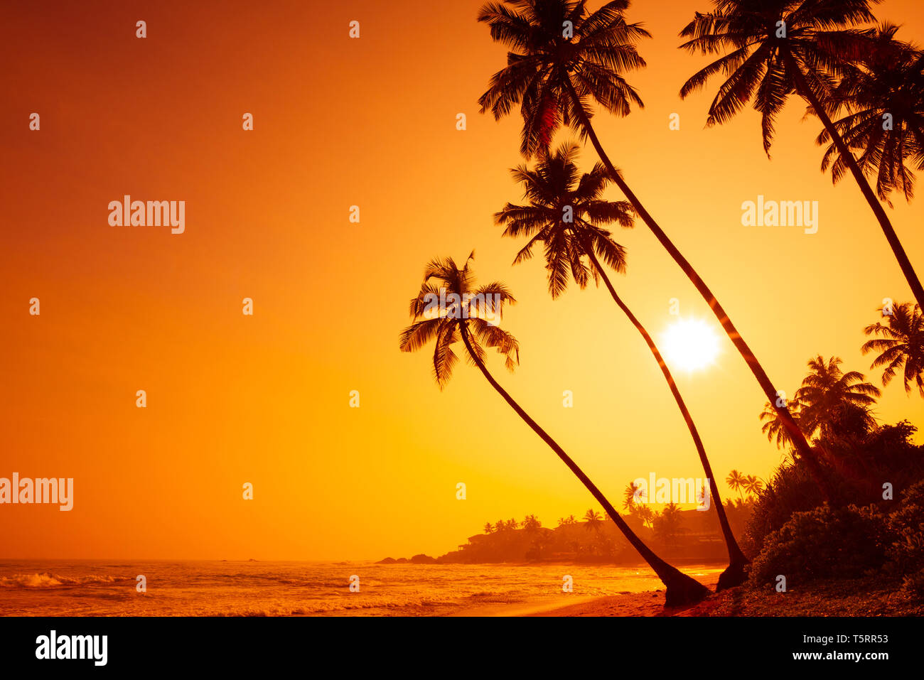 Tropical golden sunset on oceanl beach with palm trees silhouettes and ...