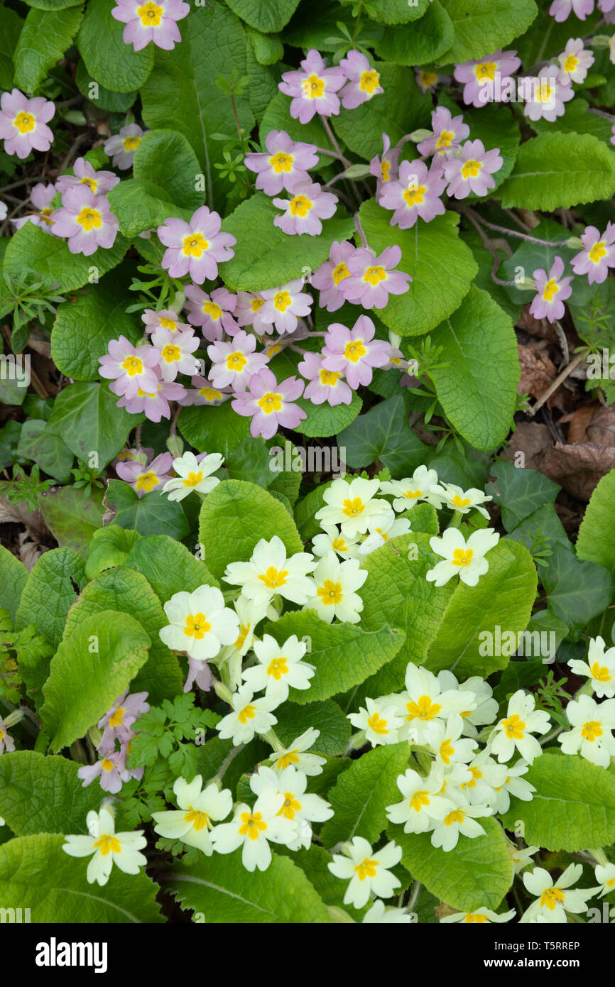 Yellow and pink primroses growing beside country road, Gower Peninsula, Swansea, West Glamorgan, Wales, United Kingdom, Europe Stock Photo