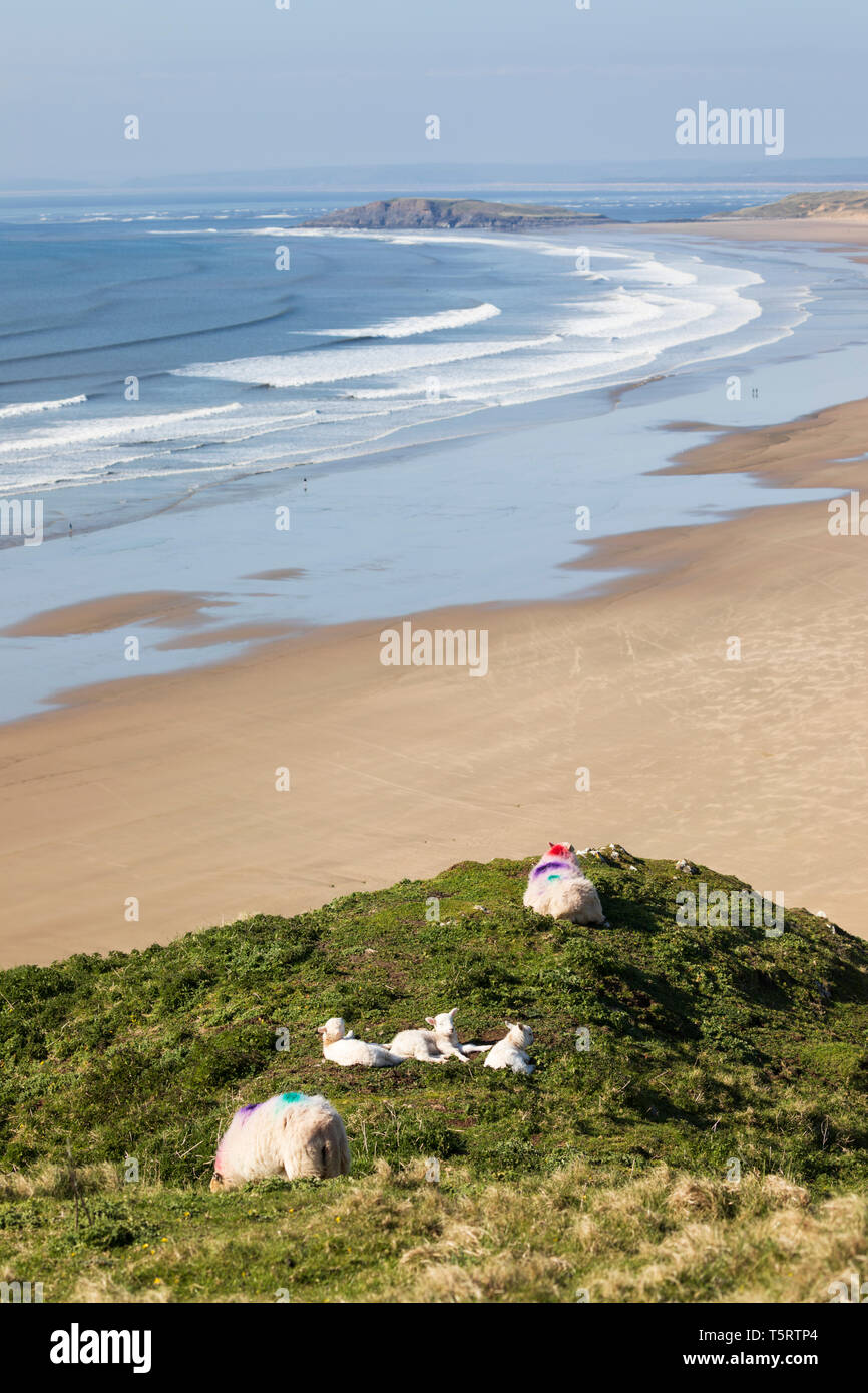 View over the beach at Rhossili Bay with lambs basking in the afternoon sunshine, Rhossili, Gower Peninsula, Swansea, West Glamorgan, Wales, United Ki Stock Photo