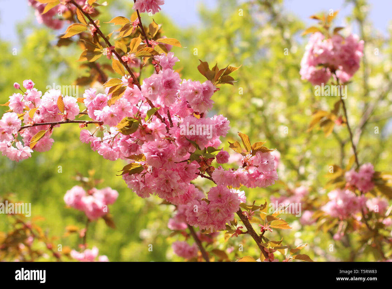 Japanese cherry blossom Stock Photo