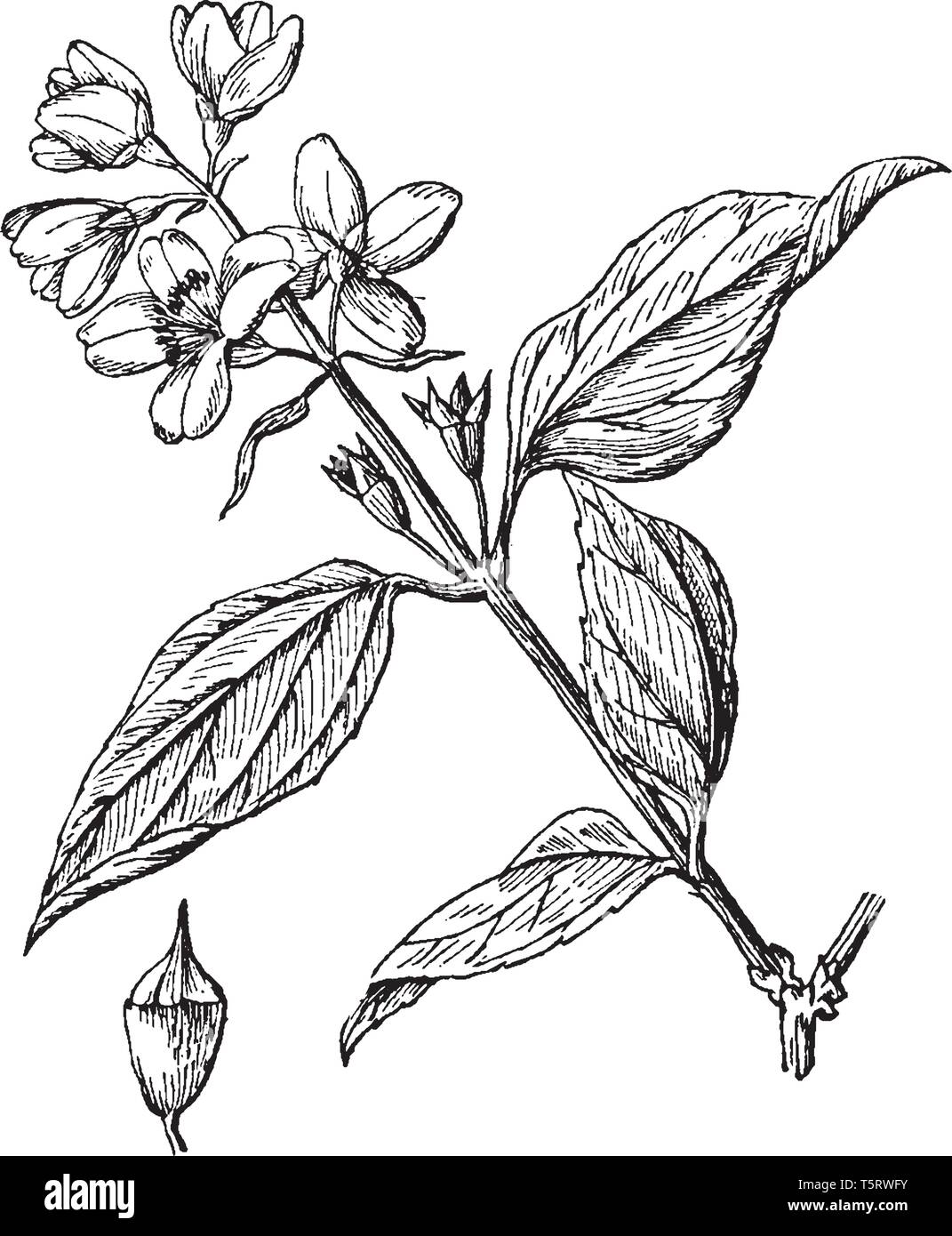 Mock orange shrub Stock Vector Images Alamy