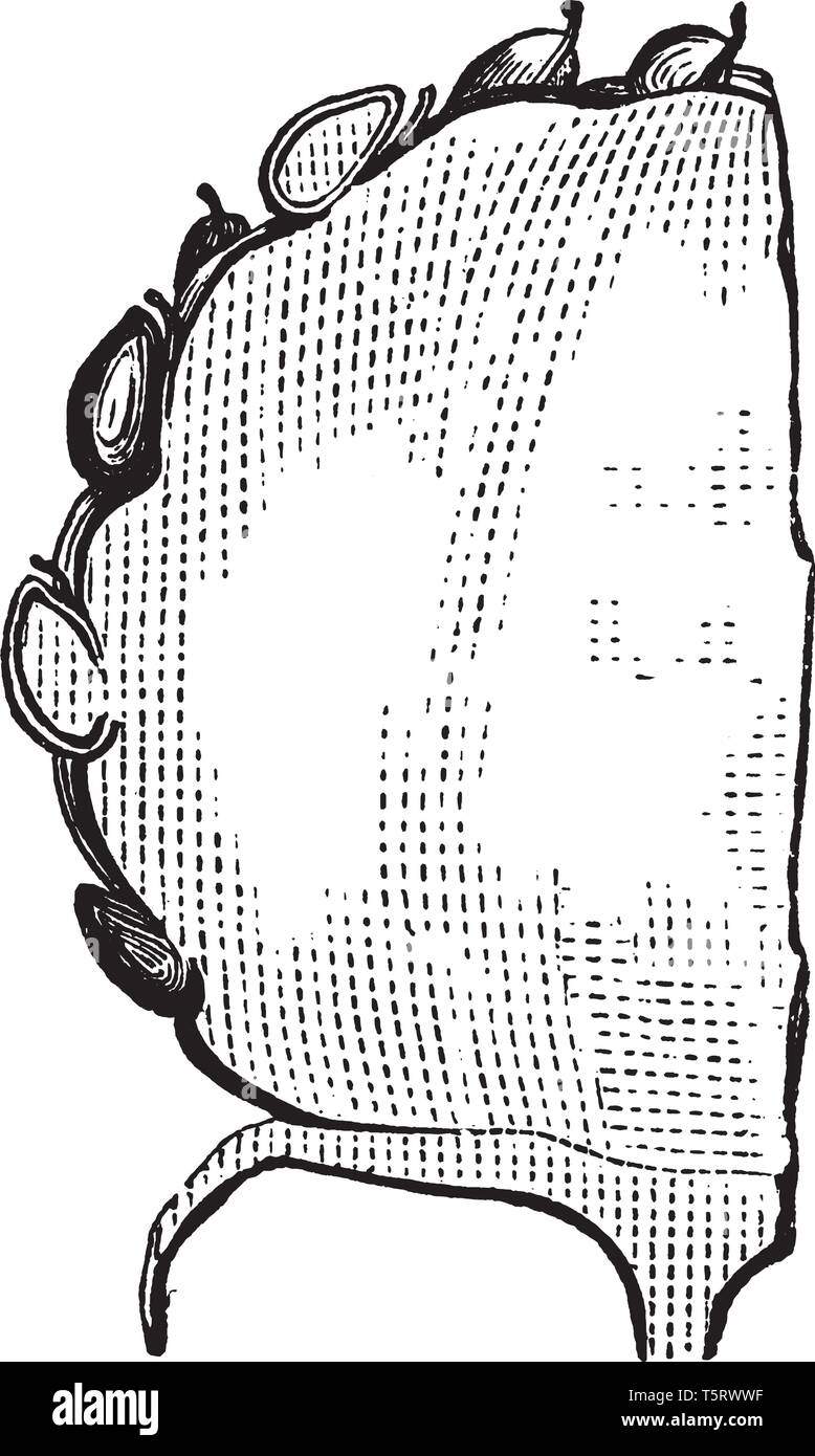 A picture shows section of a half part of a strawberry. Each apparent