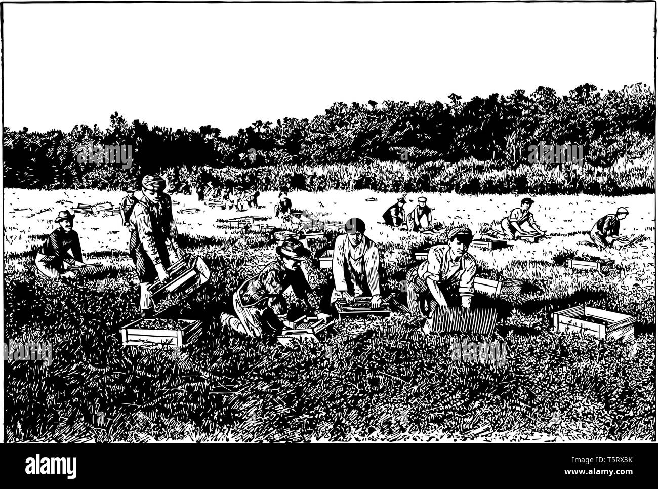 Cranberries grow in beds layered with gravel,peat and sand vintage line drawing. Stock Vector