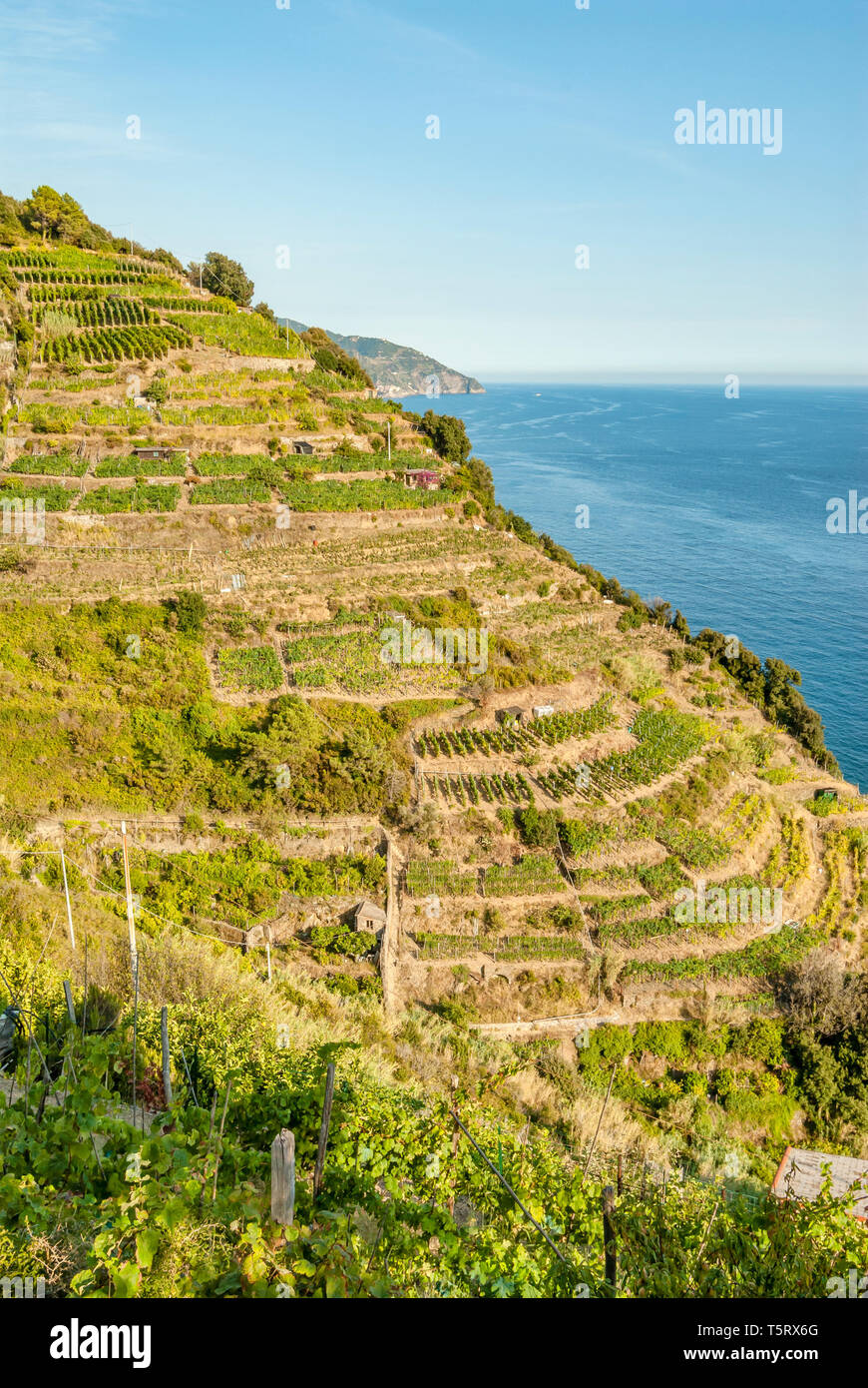 Farming terraces at Parco Naturale Cinque Terre, Monterosso al Mare, Liguria, North West Italy Stock Photo