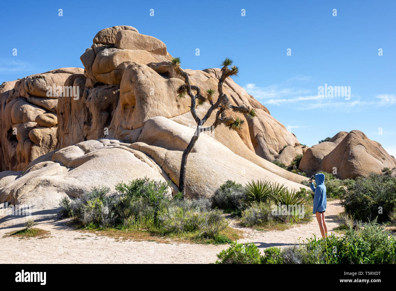 Young tourist in Joshua Tree National Park taking a phone photo of a Joshua tree with giant rock formation near Jumbo Rocks. Stock Photo