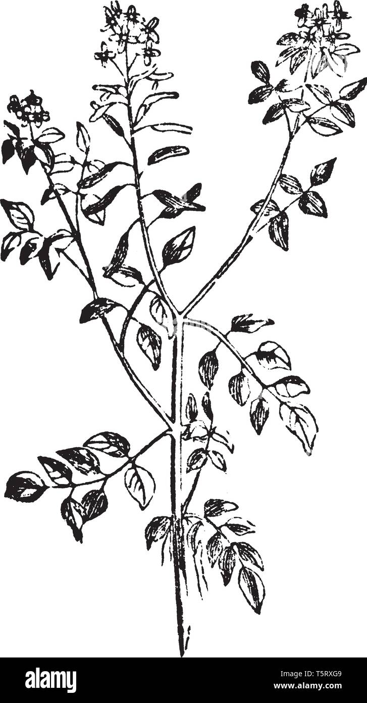 Aquatic Plants Drawing Drawing For Kids Adult Aquatic Plants Drawing Drawing For Kids Adult